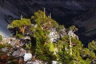 Bristlecones on Tioga Pass-8961.jpg